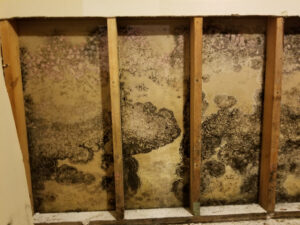 Mold,On,Back,Of,Drywall